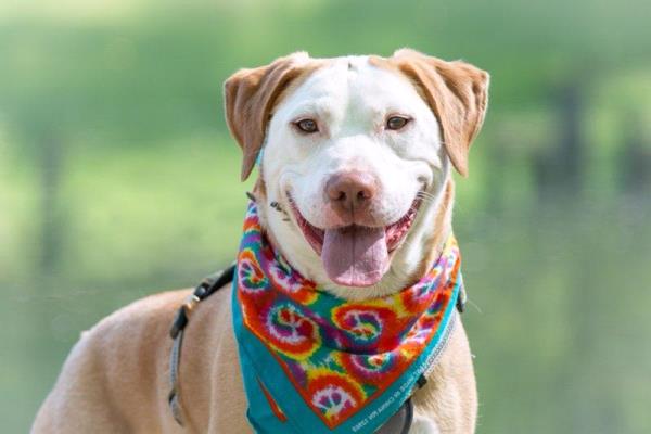 /Images/uploads/Four Footed Friends/FourFootedFriends/entries/18488thumb.jpg